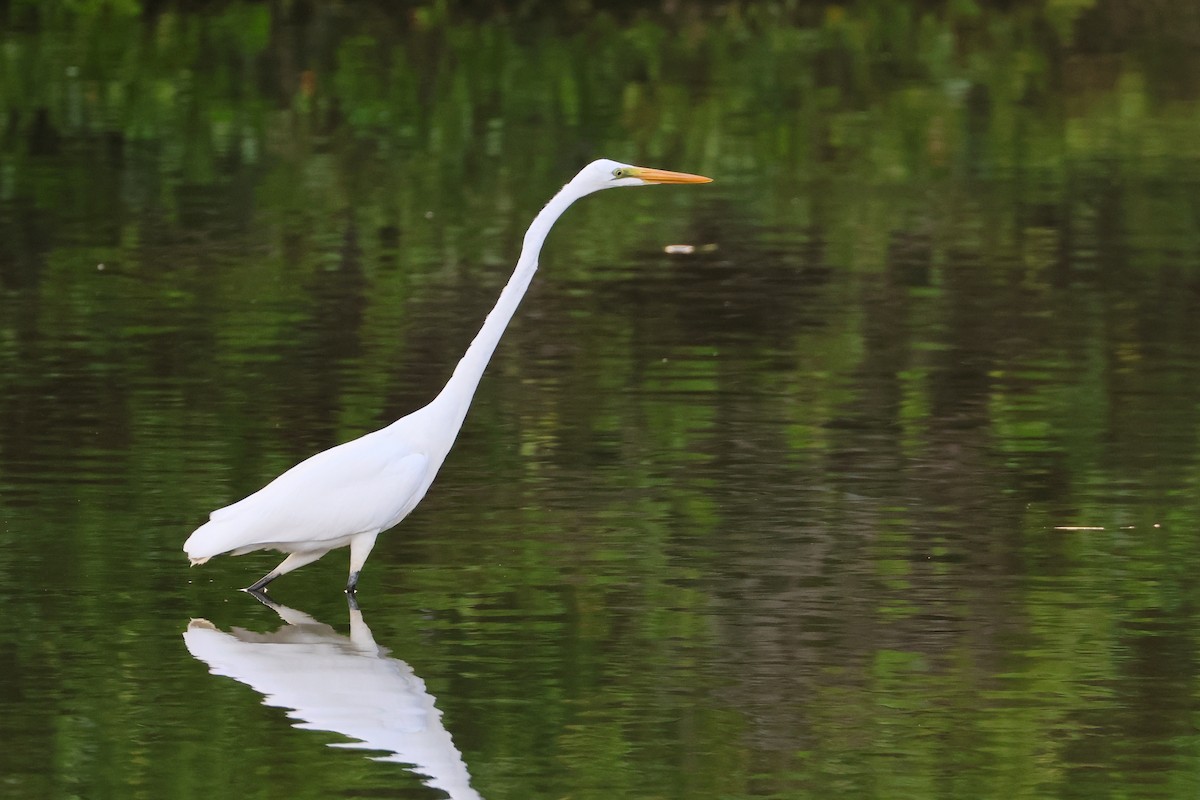 大白鷺 - ML646562300