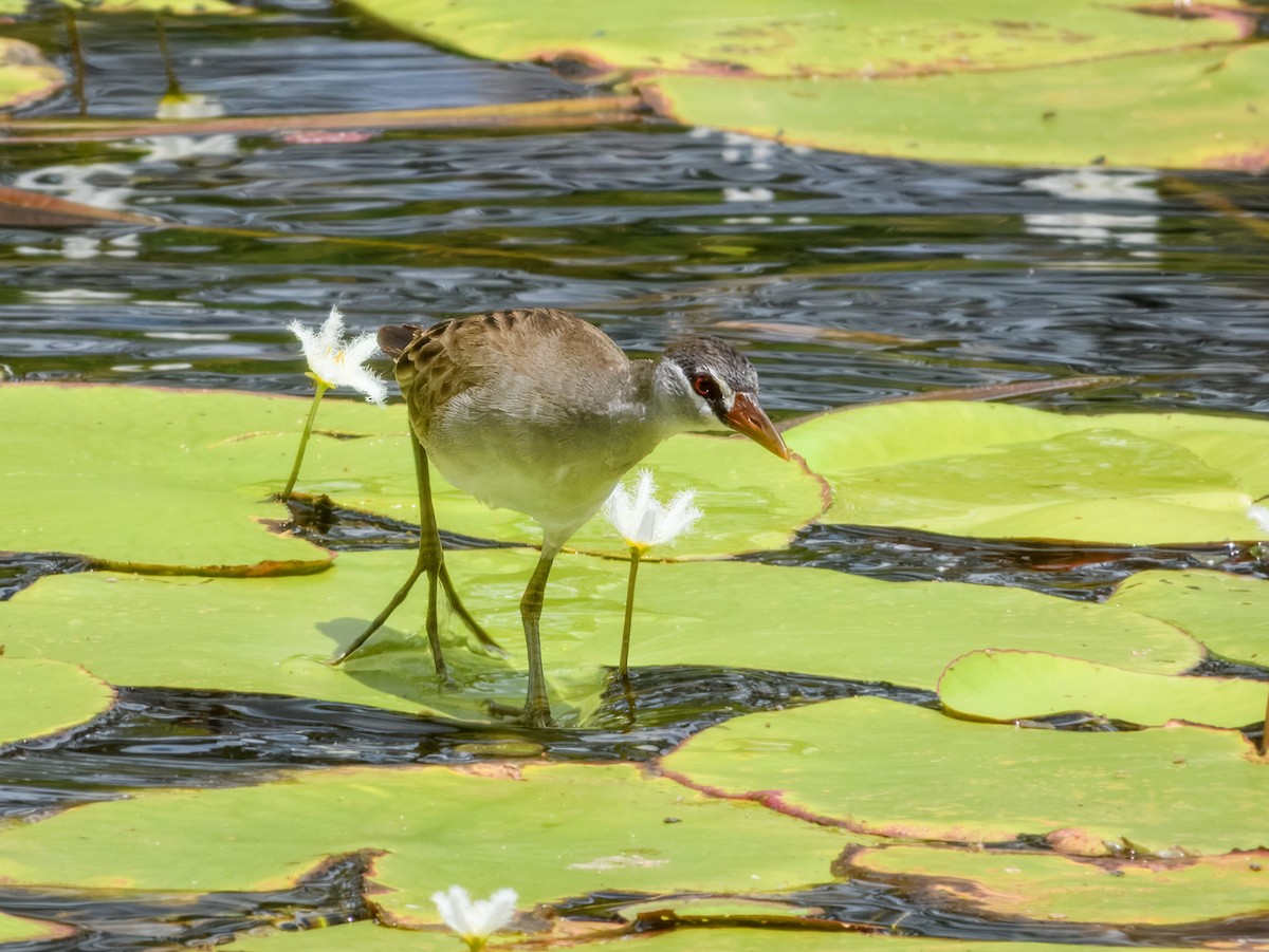 白眉秧雞 - ML646562302