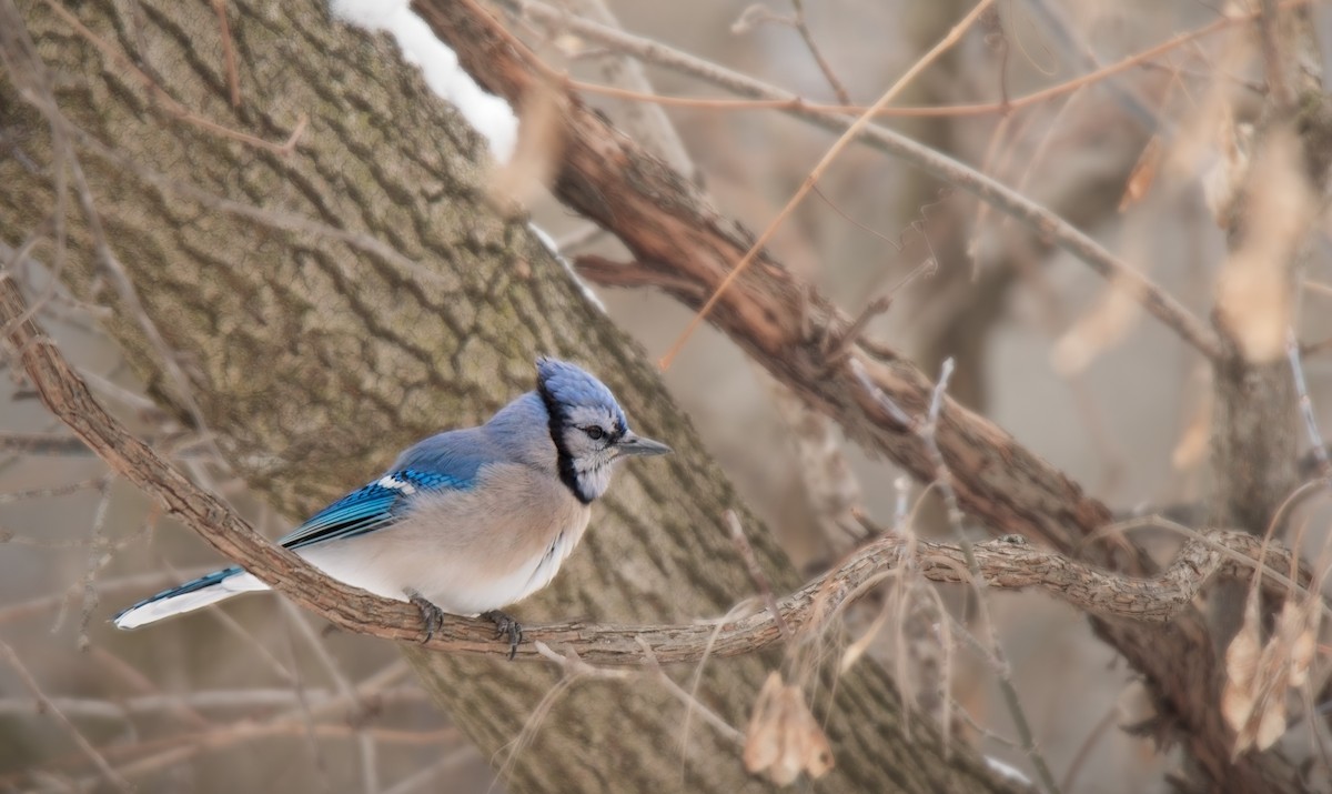 Blue Jay - ML646562303