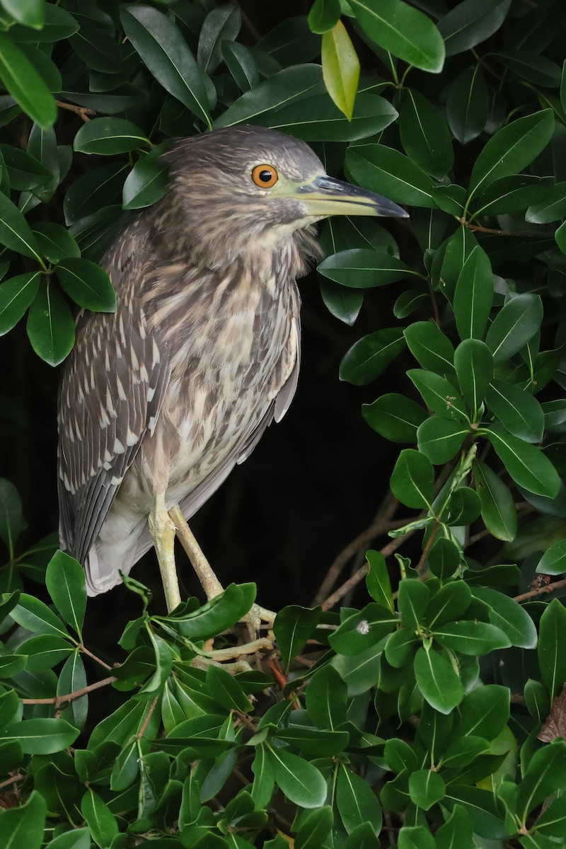 夜鷺 - ML646562304