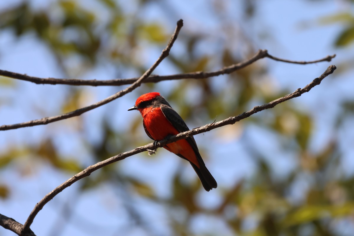 Rubintyrann - ML646562305