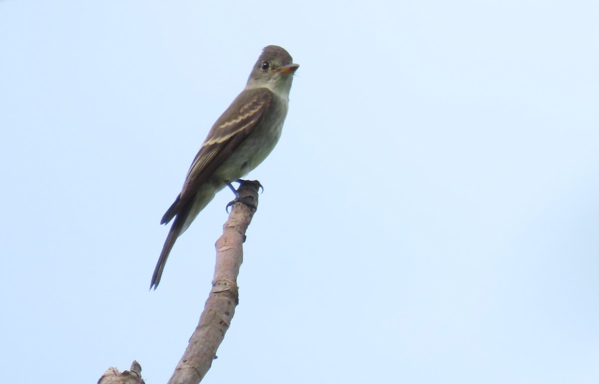 Eastern Wood-Pewee - ML646562306