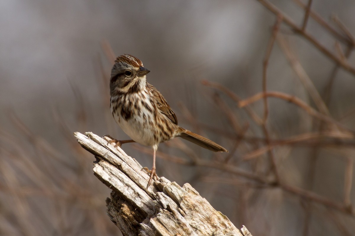 Song Sparrow - ML646562307