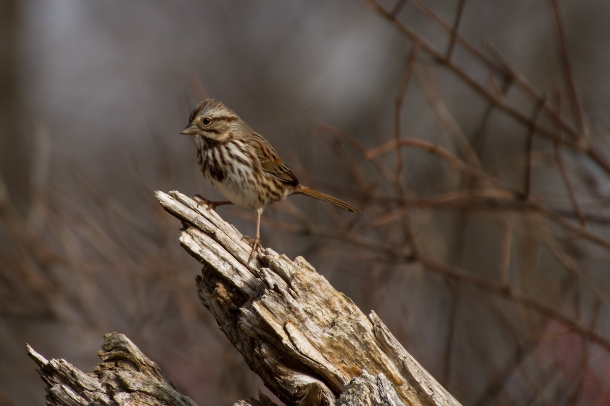 Song Sparrow - ML646562308