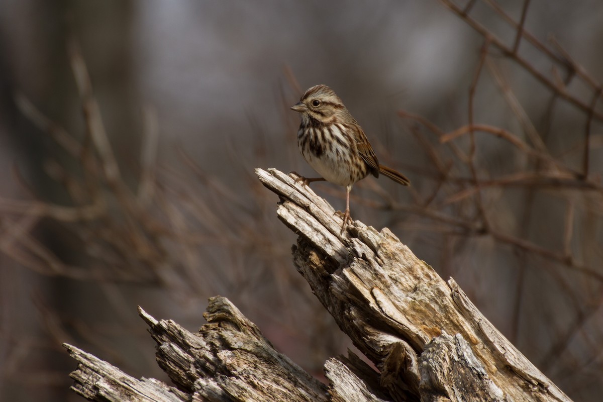 Song Sparrow - ML646562309