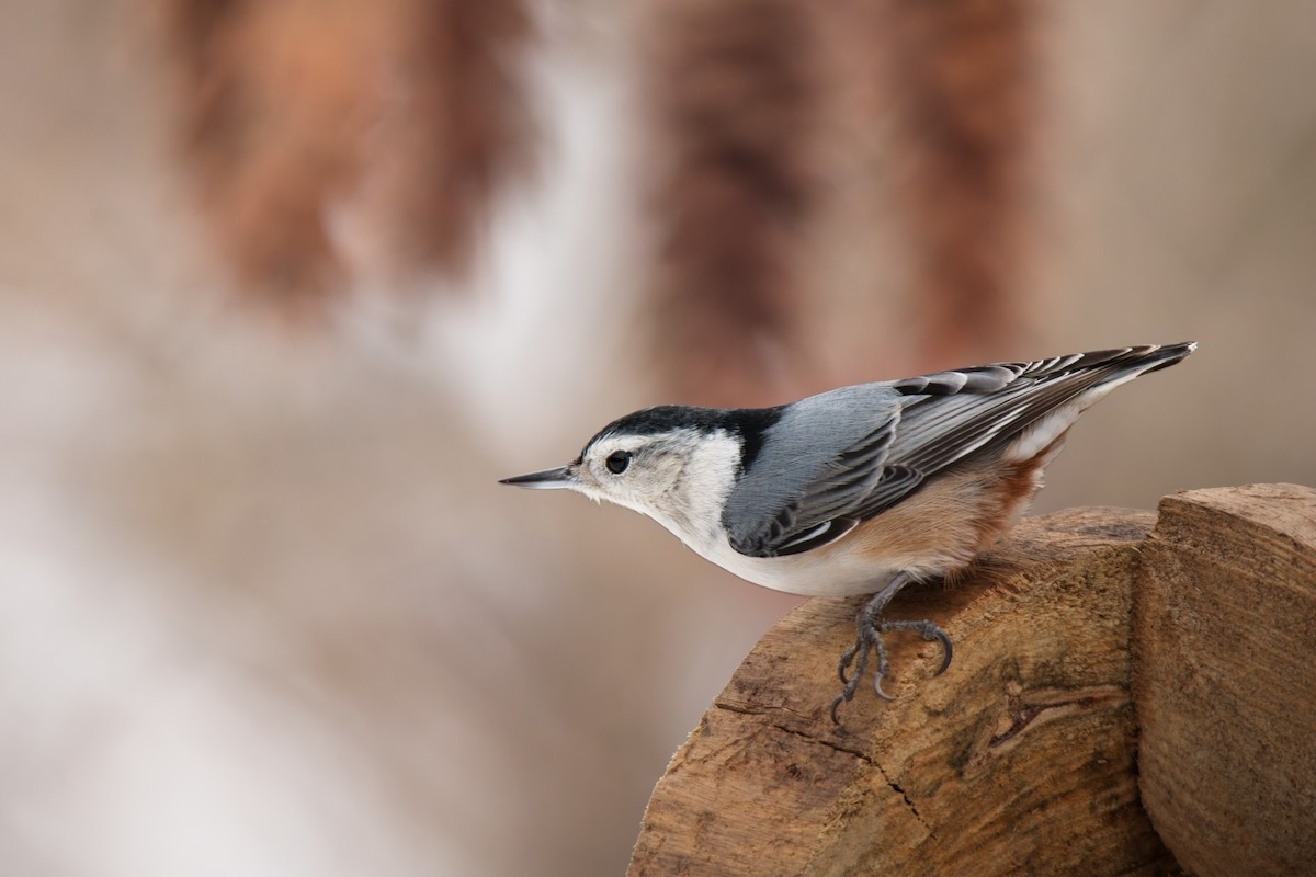 White-breasted Nuthatch - ML646562315