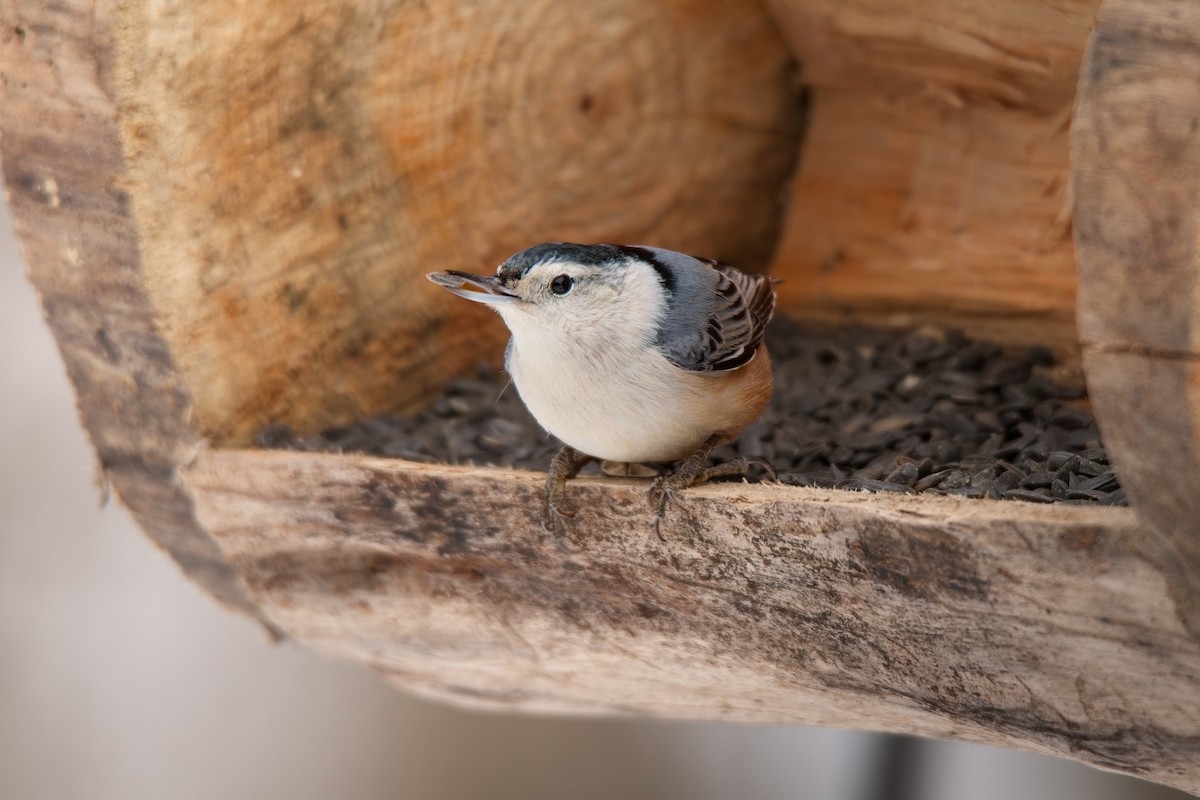 White-breasted Nuthatch - ML646562316