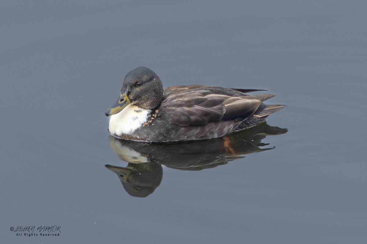 綠頭鴨(馴化) - ML646562318