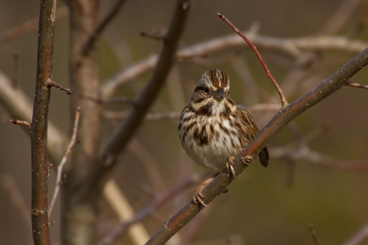 Song Sparrow - ML646562319