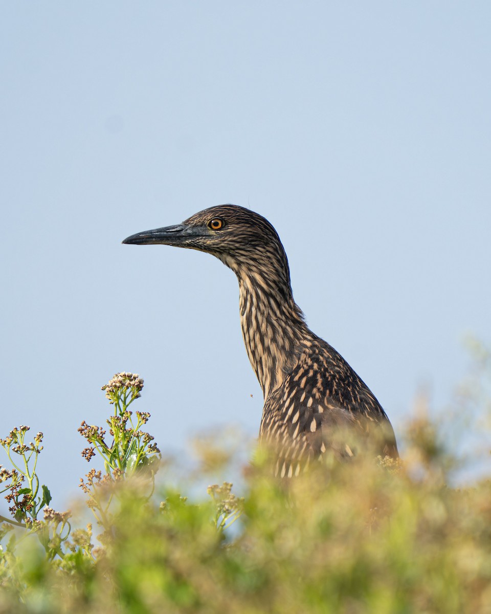 Black-crowned Night Heron - ML646562321