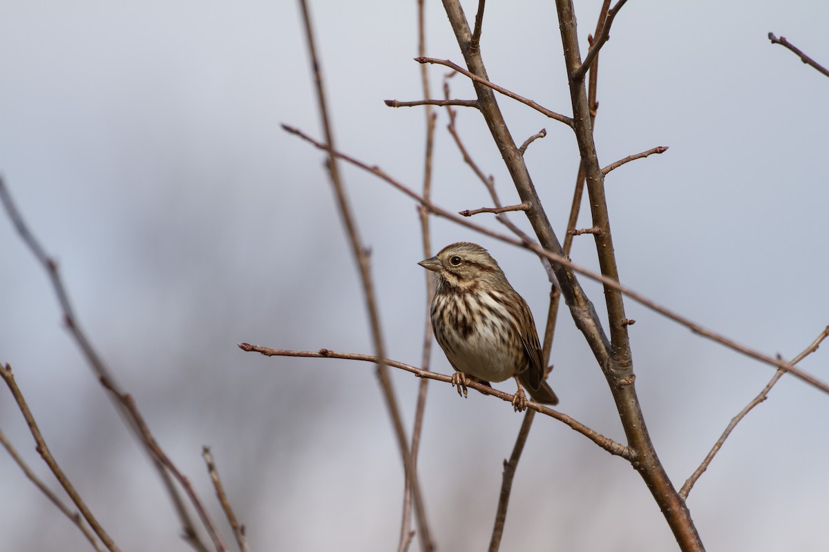 Song Sparrow - ML646562323