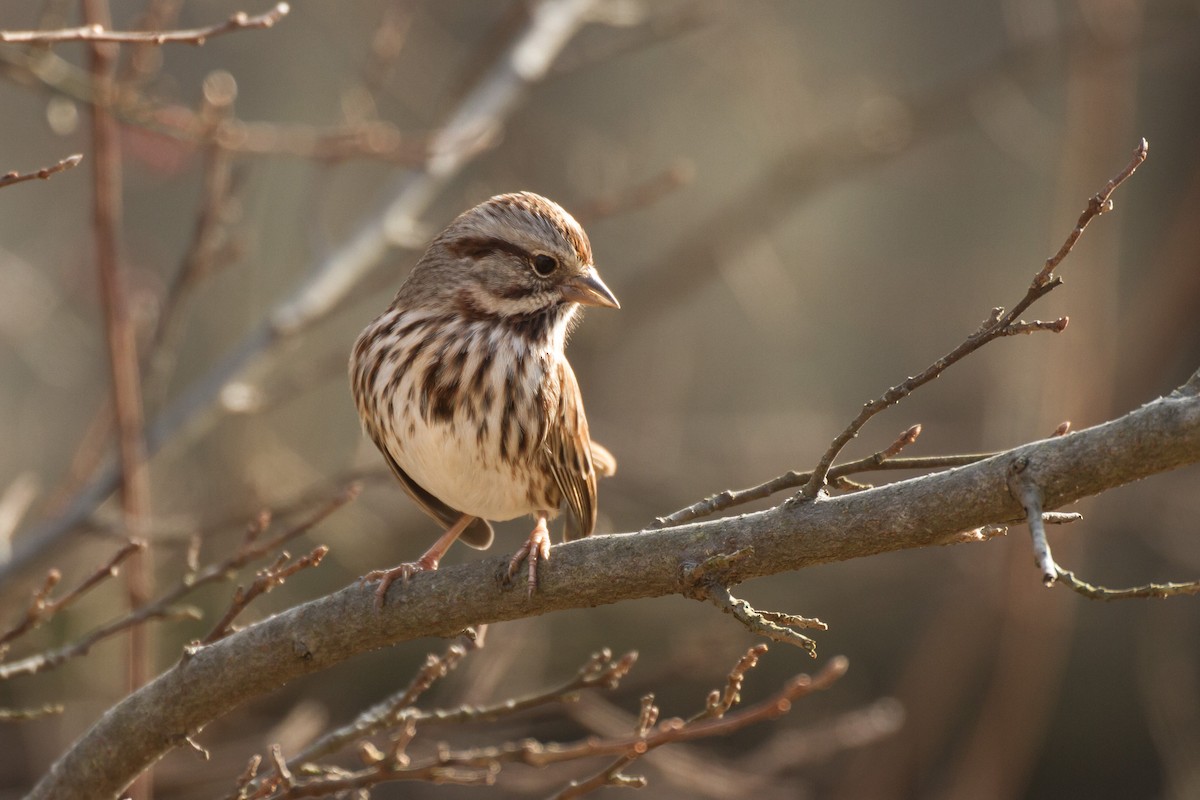 Song Sparrow - ML646562324