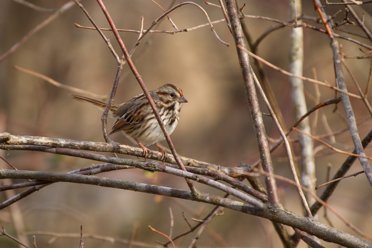Song Sparrow - ML646562325