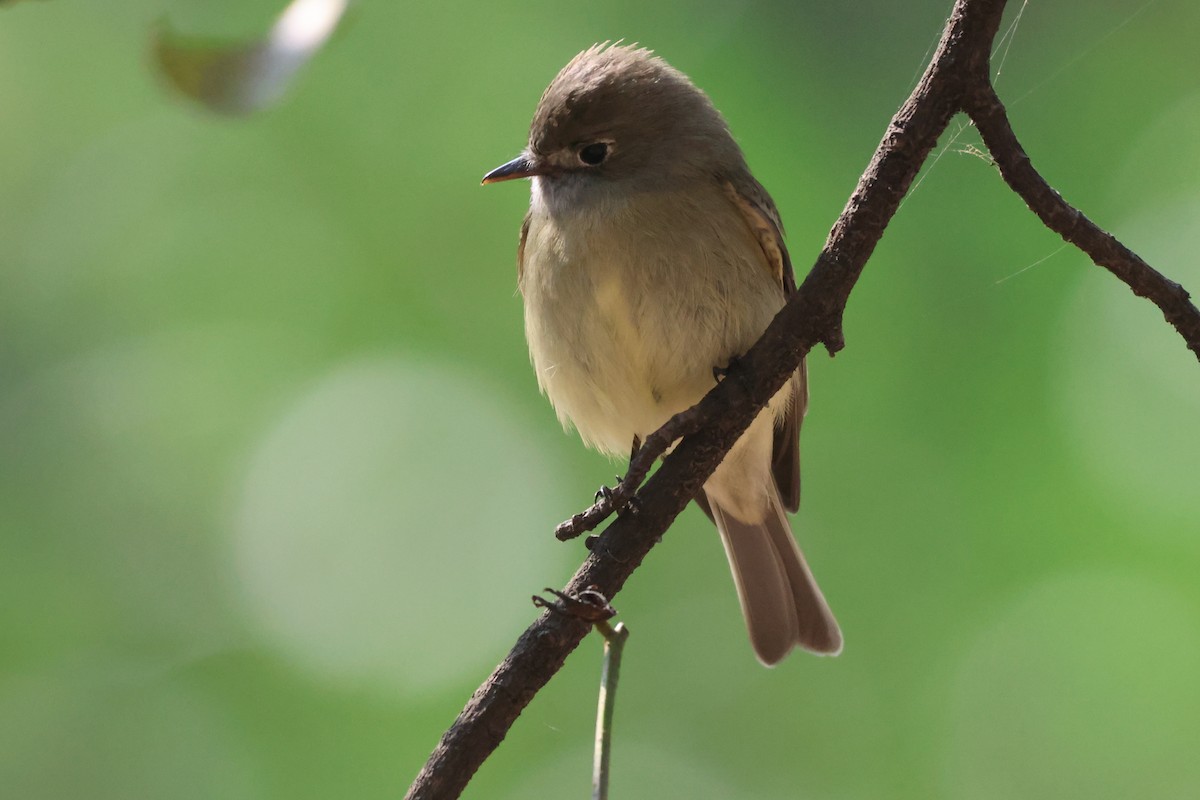 Hammond's Flycatcher - ML646562326