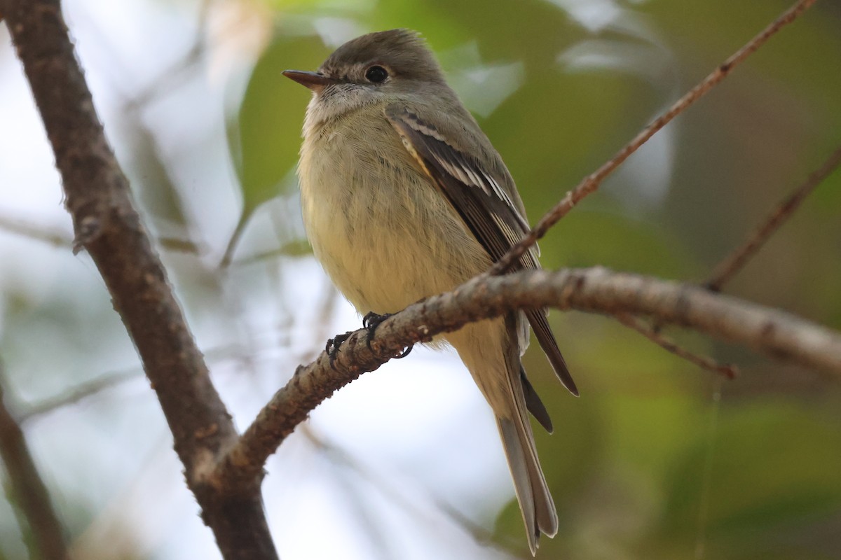 Hammond's Flycatcher - ML646562327