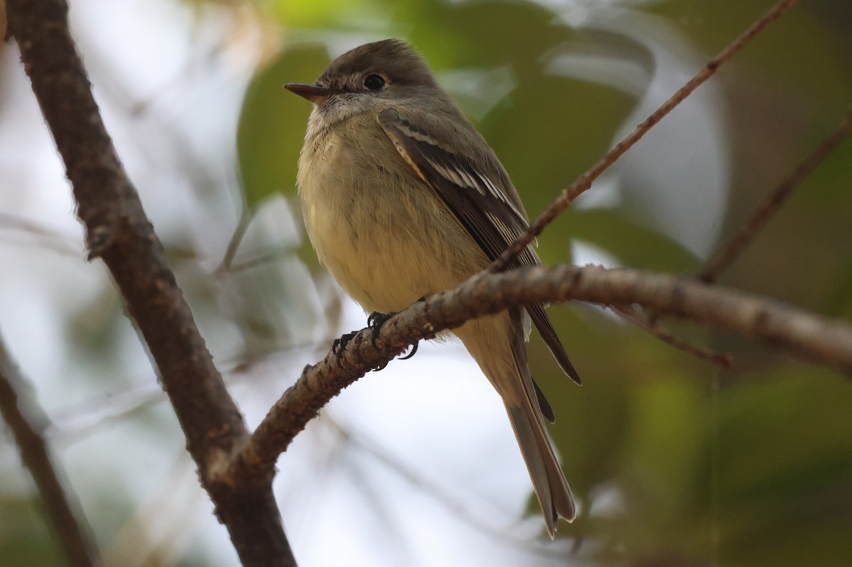 Hammond's Flycatcher - ML646562328