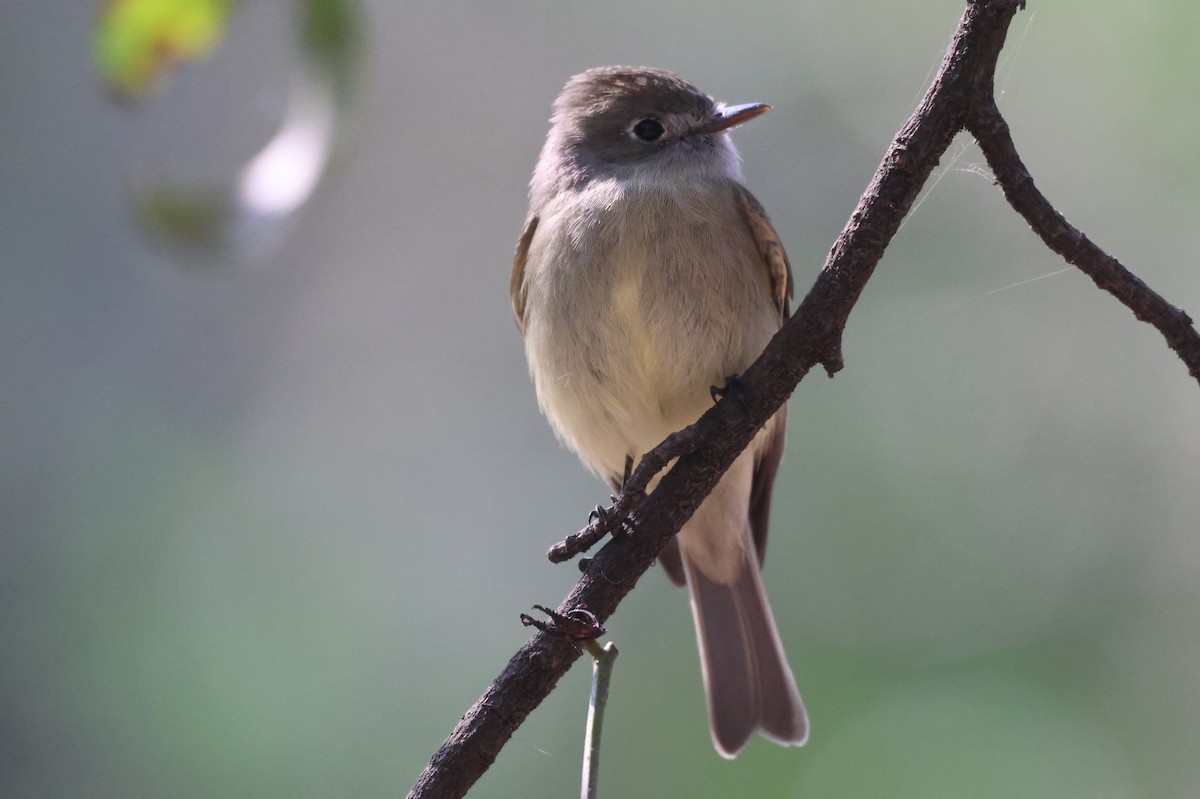 Hammond's Flycatcher - ML646562330