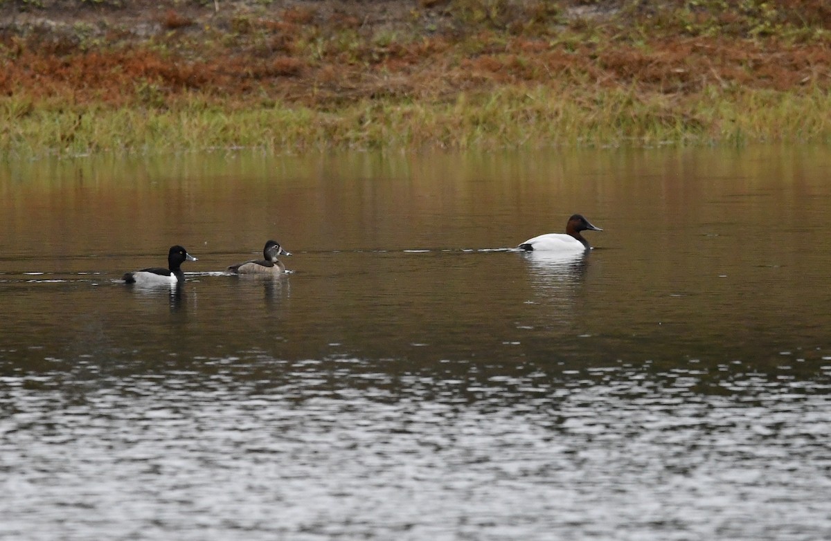 Ring-necked Duck - ML646562331
