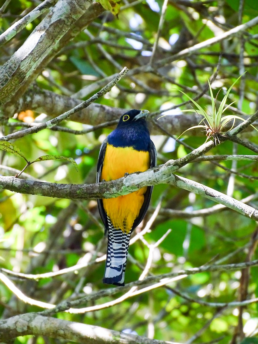 Mor Trogon - ML646562332