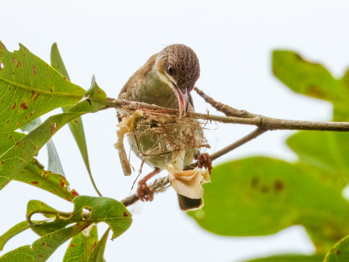 Brown-backed Honeyeater - ML646562333