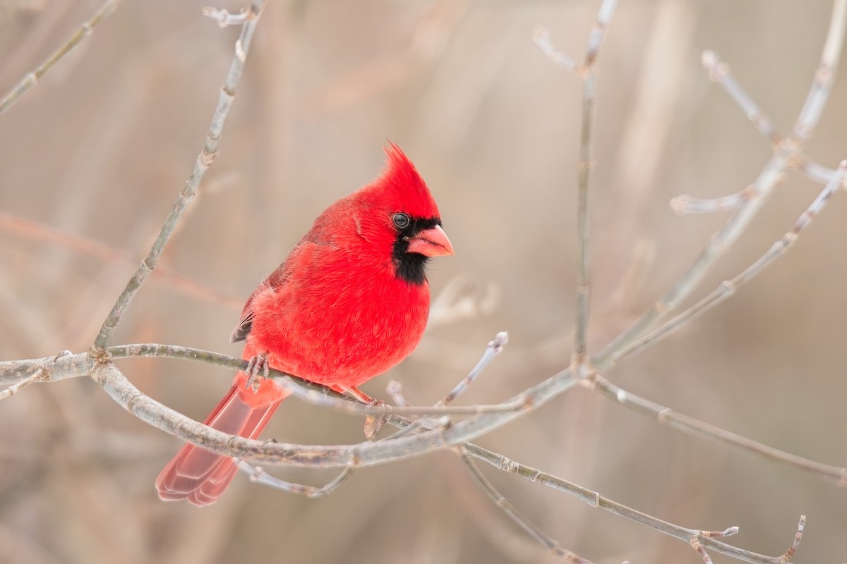 rødkardinal - ML646562334