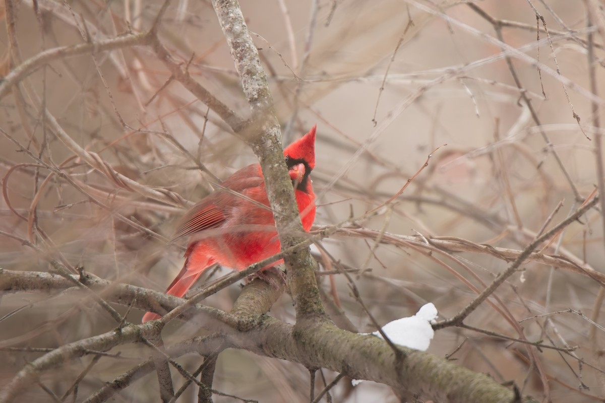 rødkardinal - ML646562336