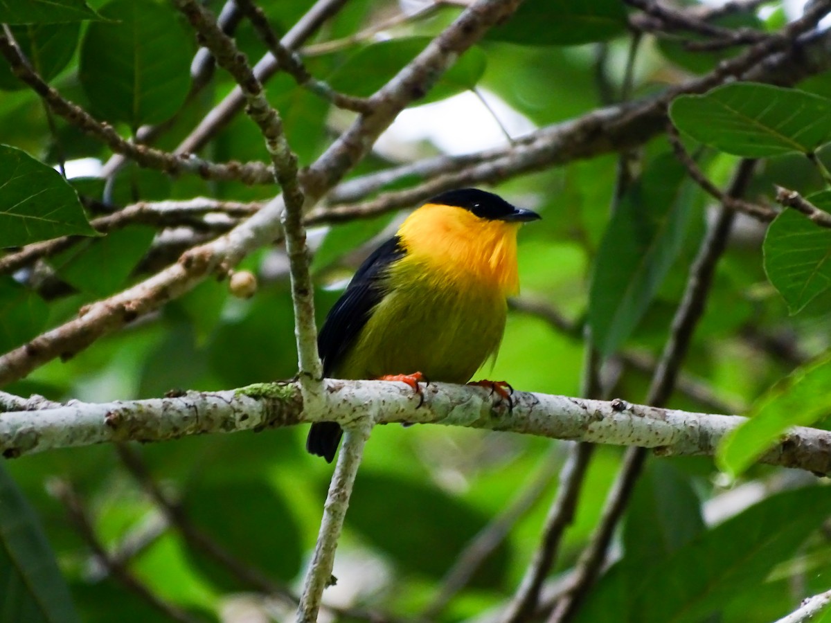Golden-collared Manakin - ML646562338