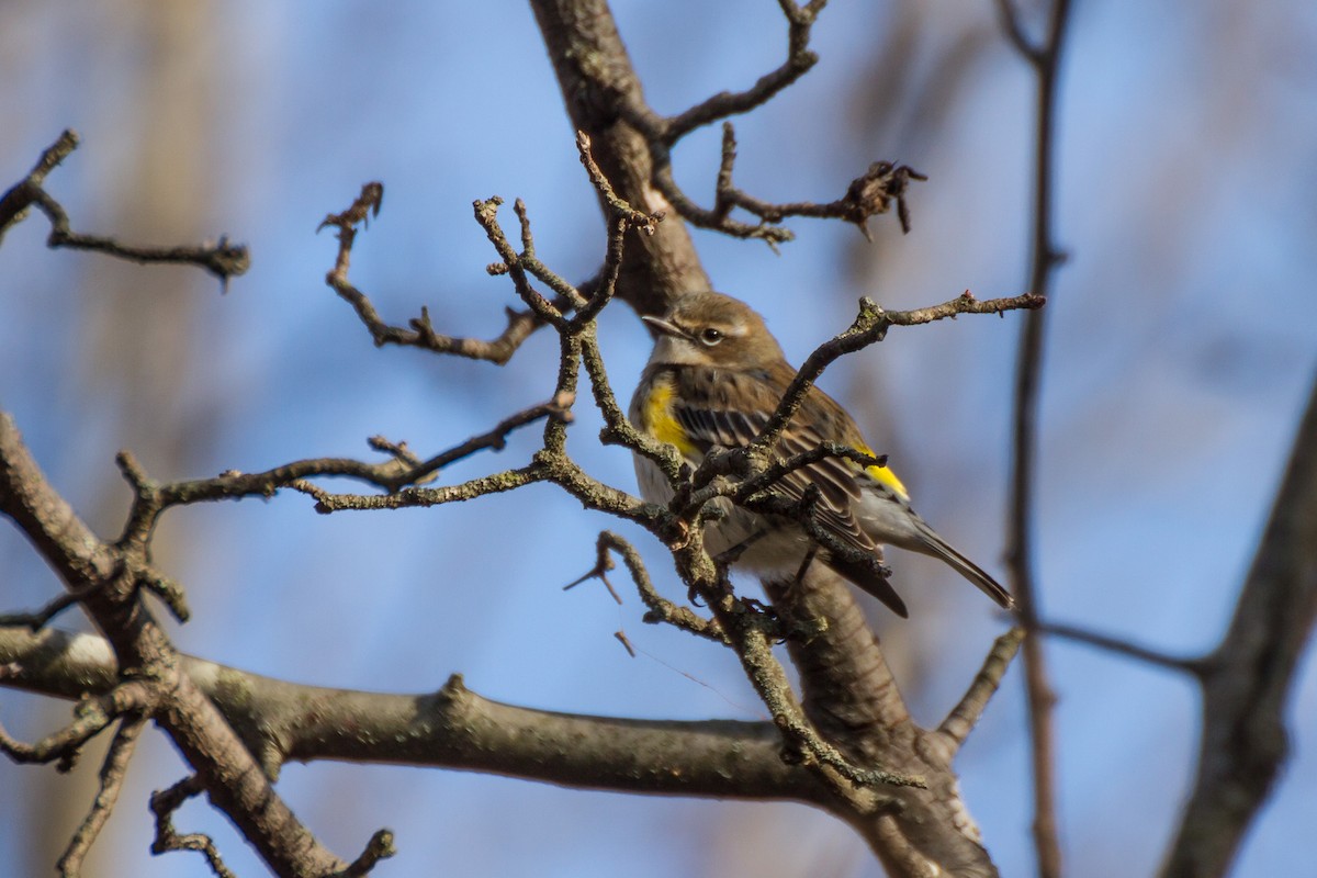 Yellow-rumped Warbler - ML646562339