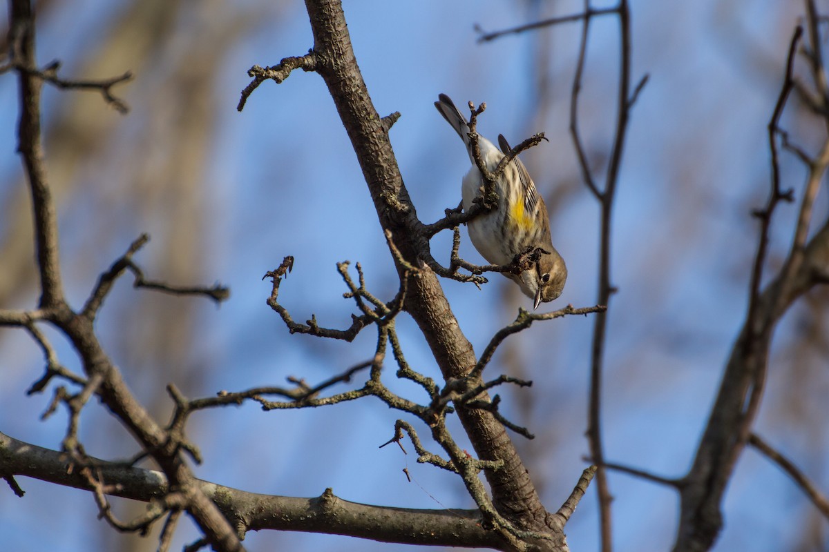 Yellow-rumped Warbler - ML646562340