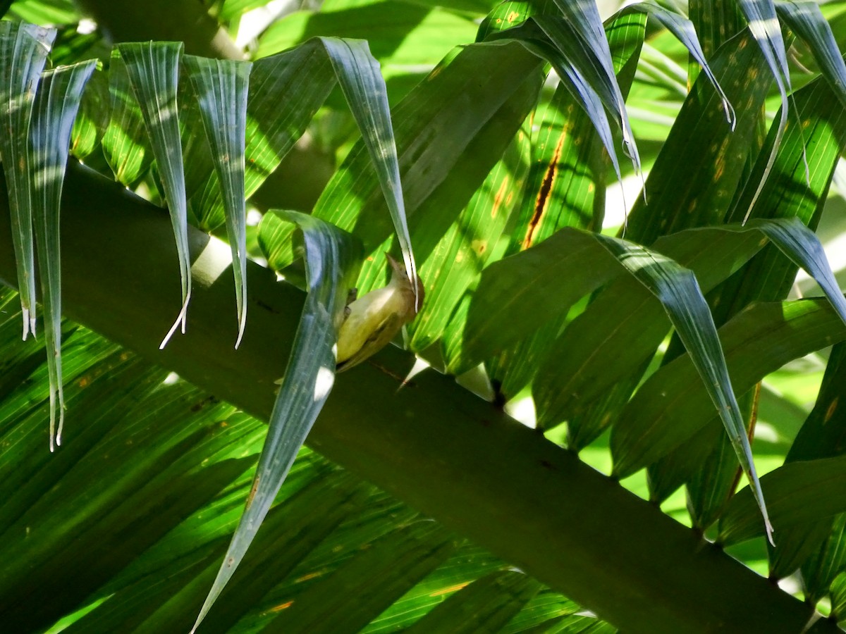 Lesser Greenlet - ML646562341