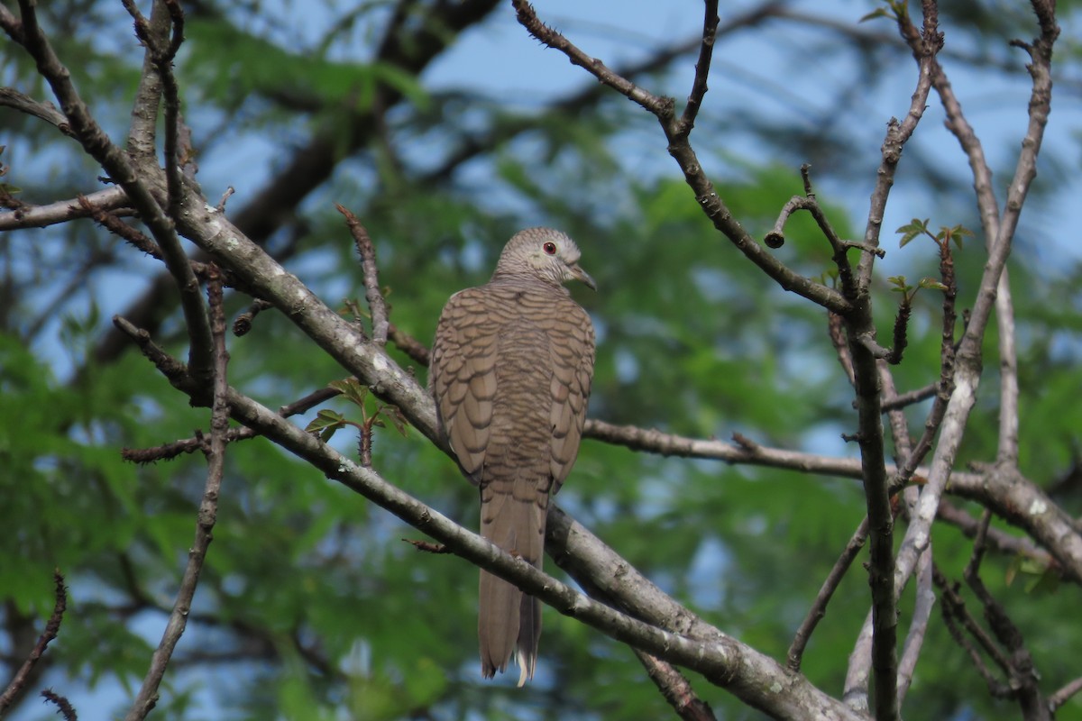 Inca Dove - ML646562342