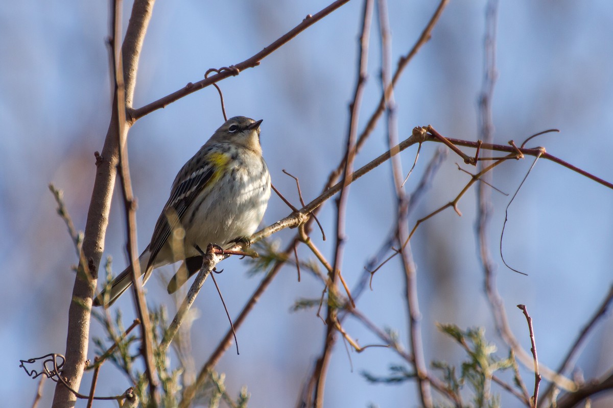 Yellow-rumped Warbler - ML646562343