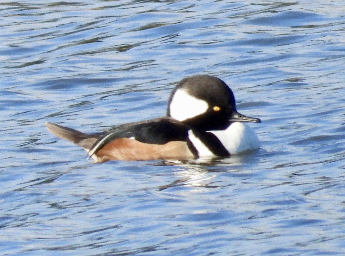 Hooded Merganser - ML646562345