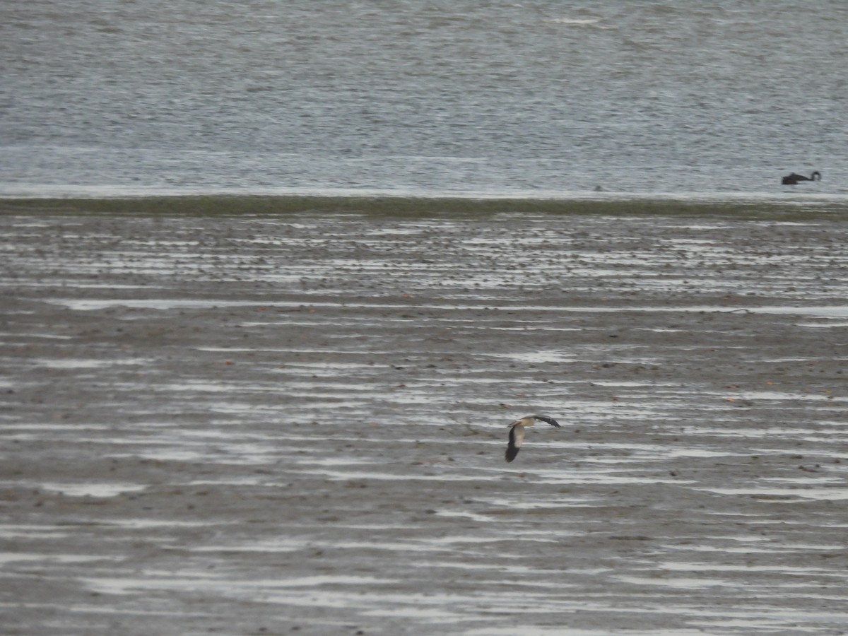 čejka australská - ML646562346