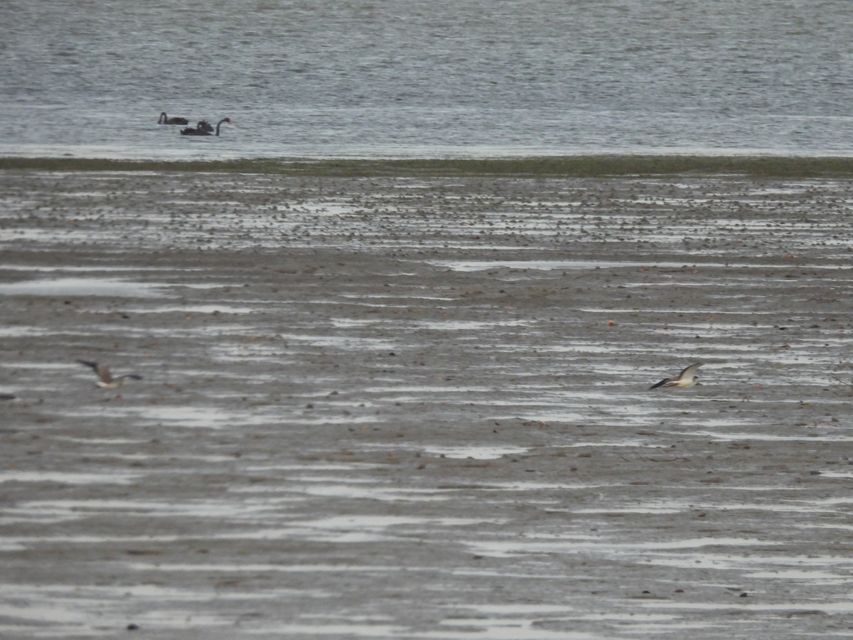 čejka australská - ML646562347