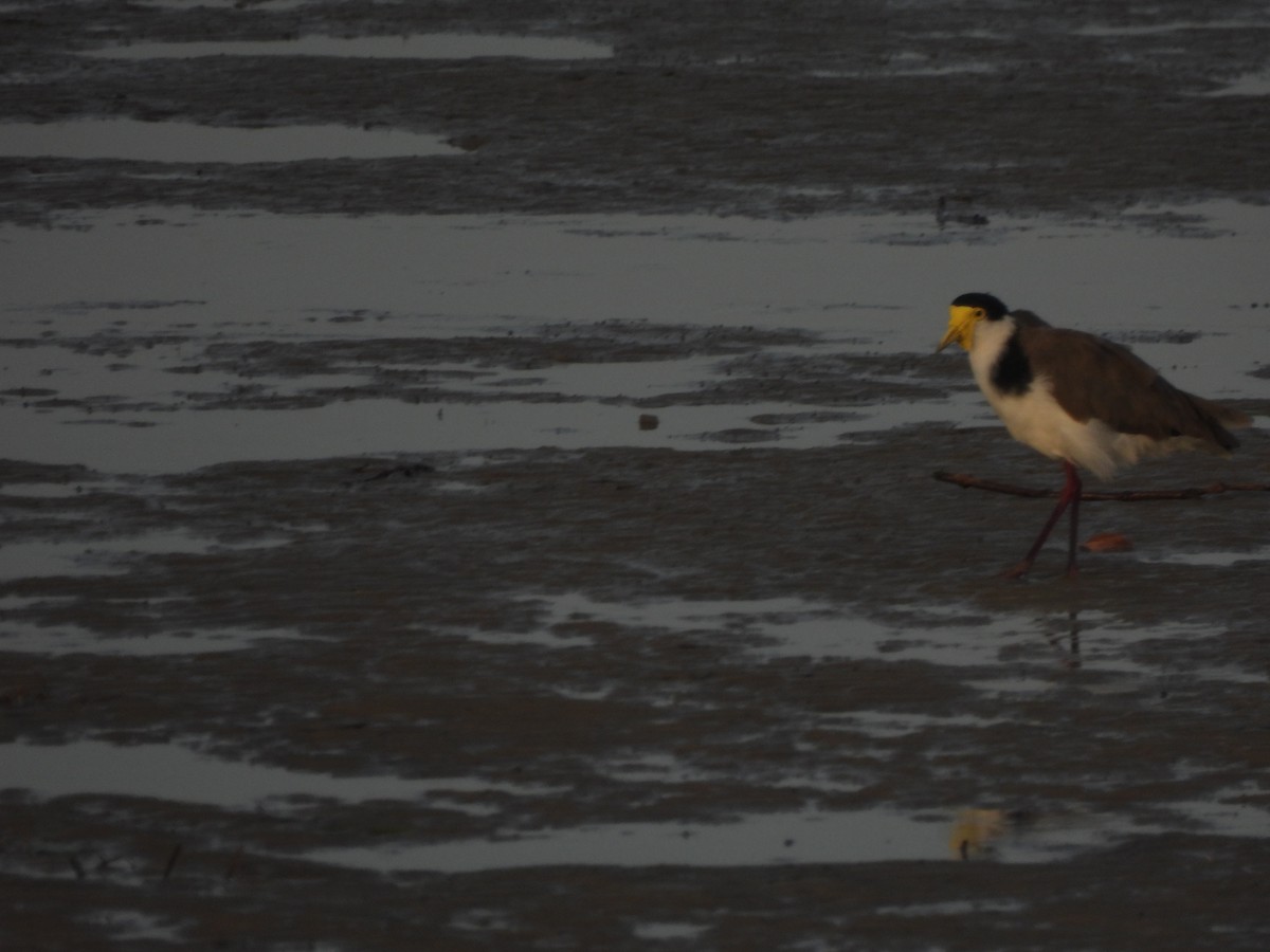 Hegabera maskaraduna - ML646562348
