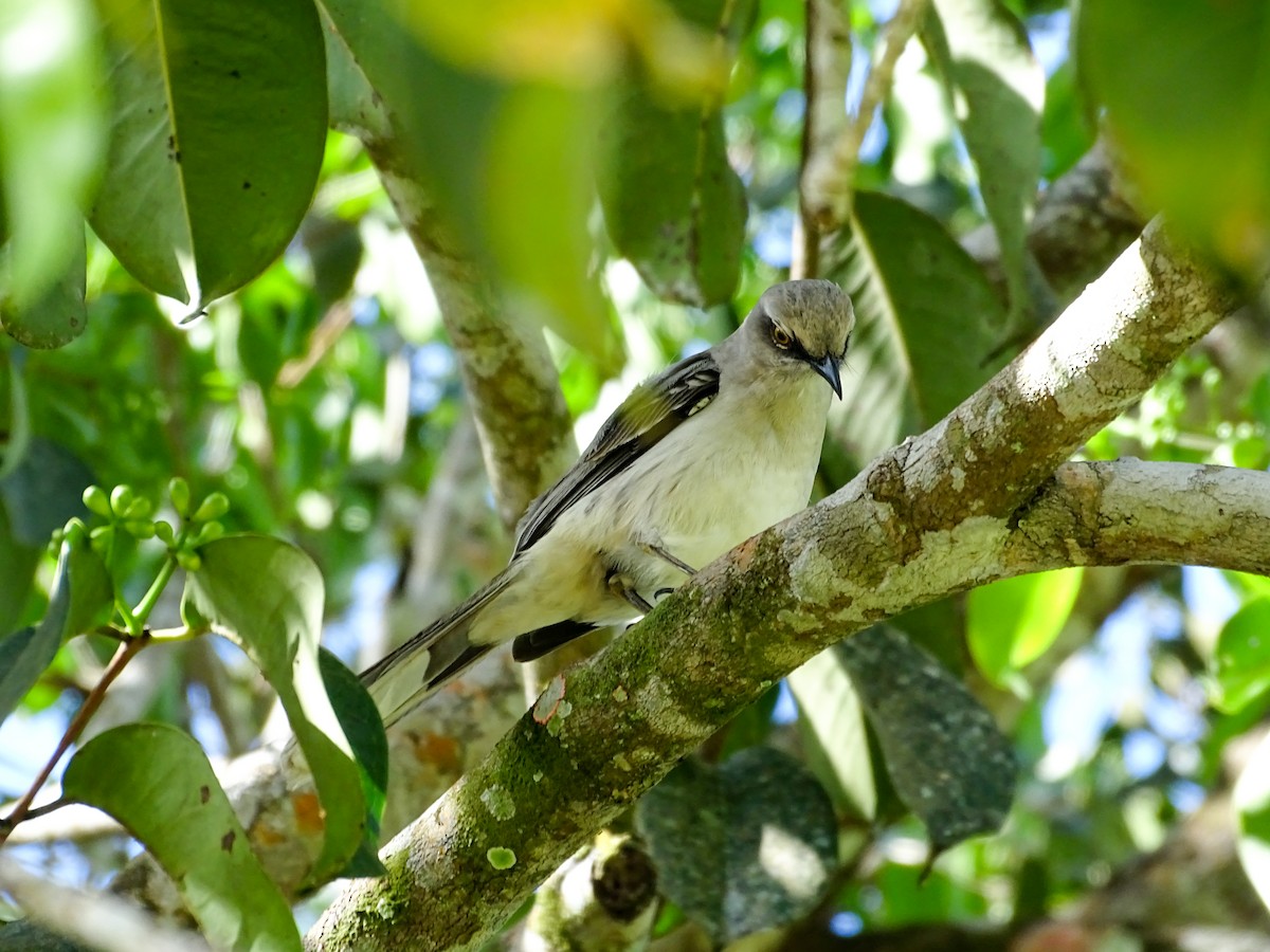Tropical Mockingbird - ML646562349