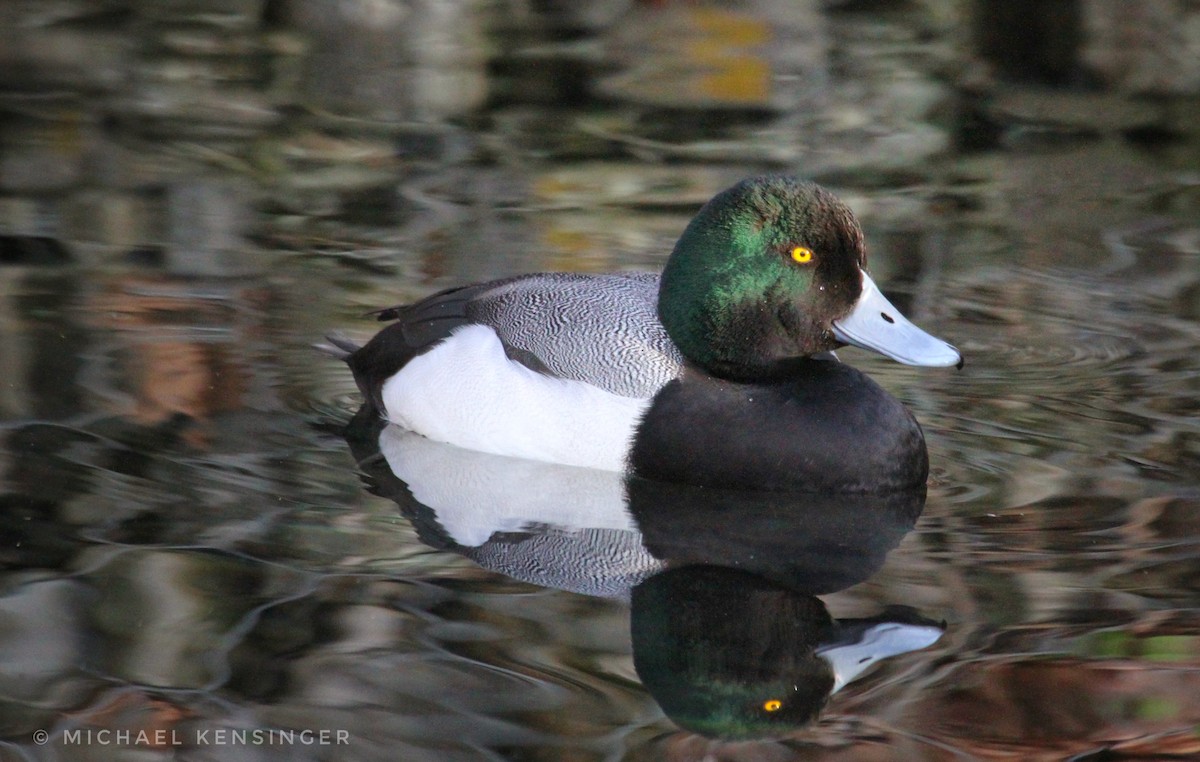 斑背潛鴨 - ML646562350