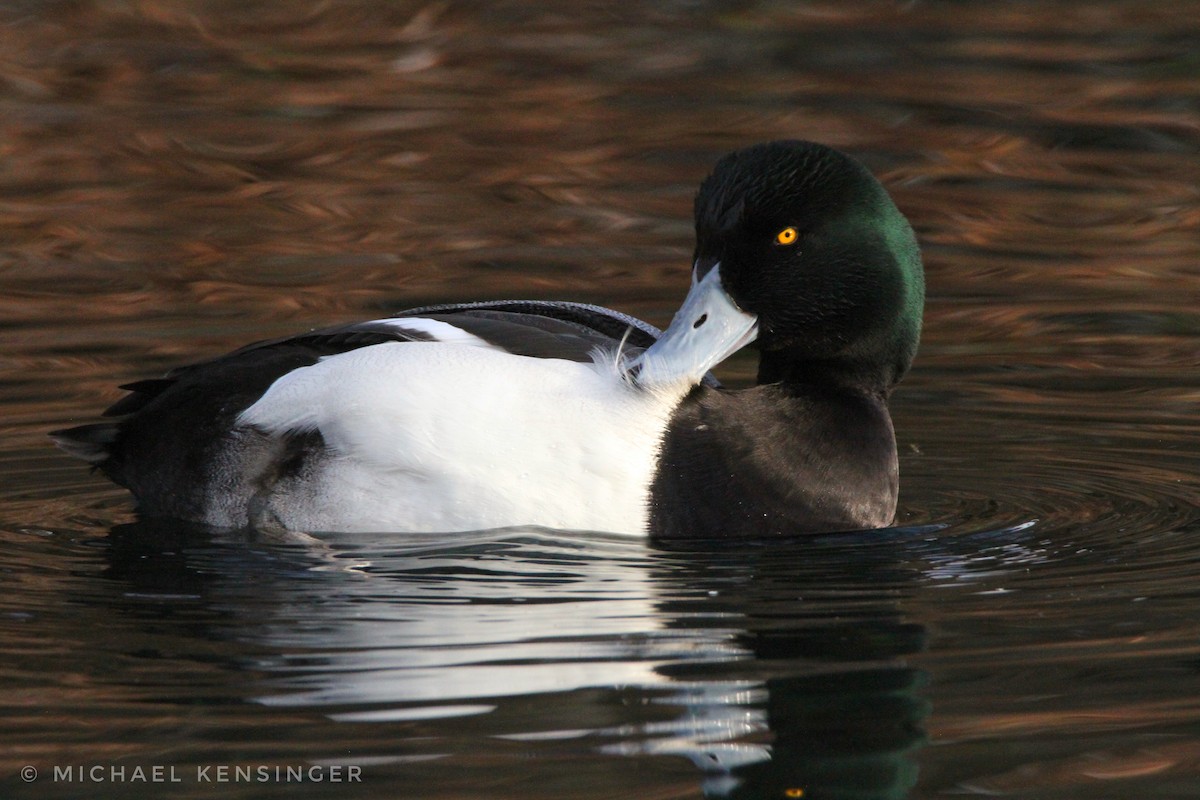 斑背潛鴨 - ML646562351