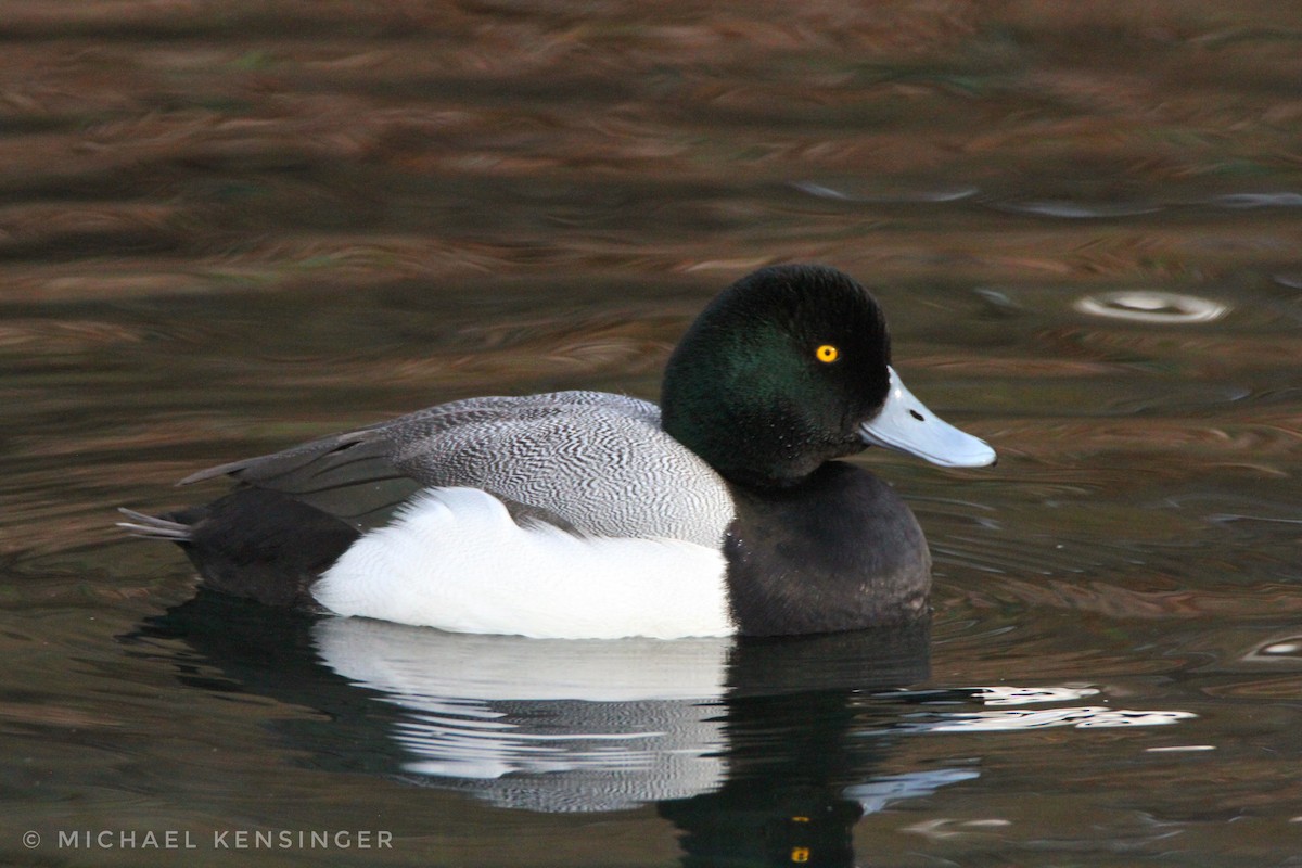 斑背潛鴨 - ML646562352