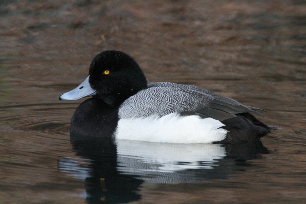 斑背潛鴨 - ML646562353