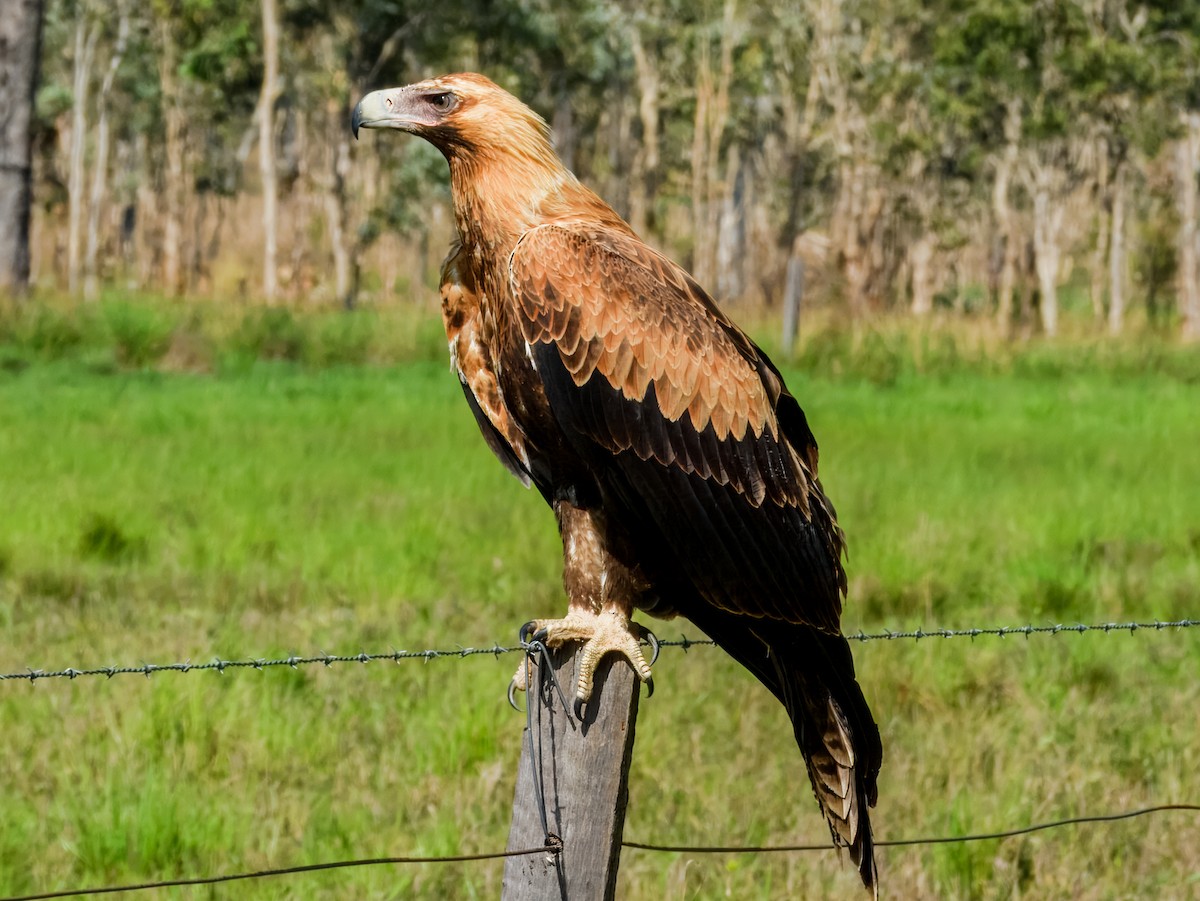 Wedge-tailed Eagle - ML646562357