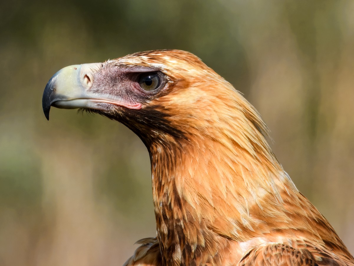 Wedge-tailed Eagle - ML646562358