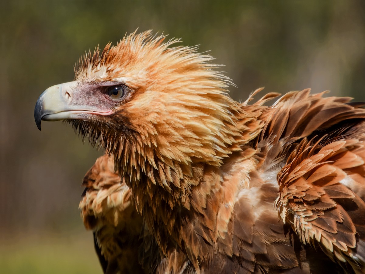 Wedge-tailed Eagle - ML646562359