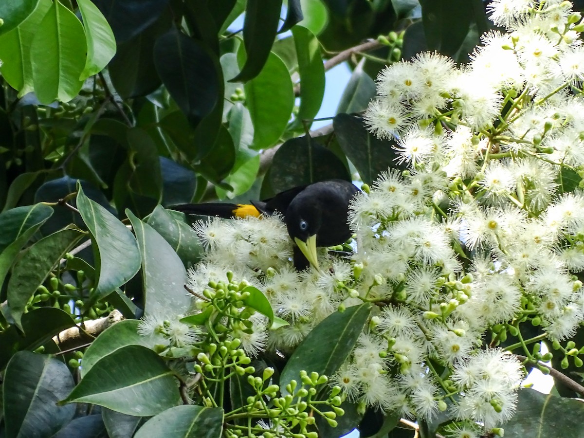 Yellow-rumped Cacique - ML646562361