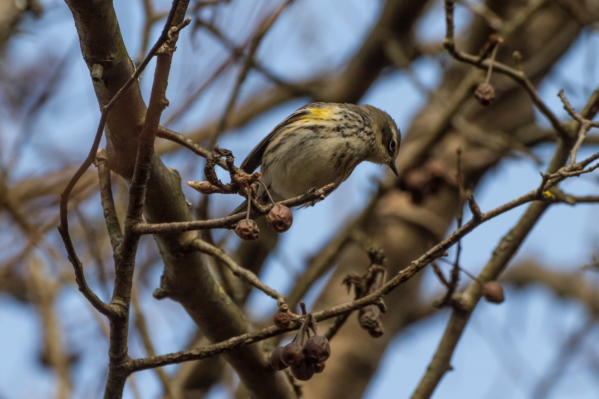 Yellow-rumped Warbler - ML646562362