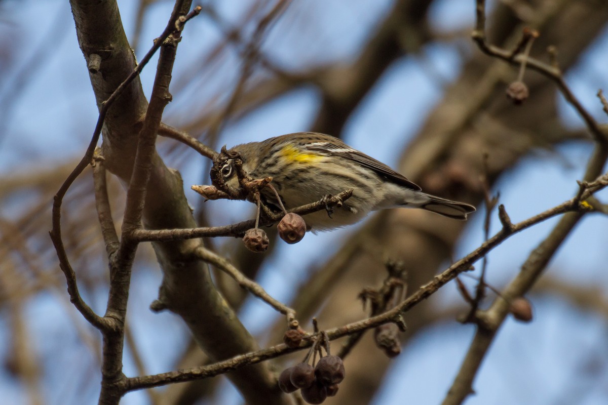 Yellow-rumped Warbler - ML646562363