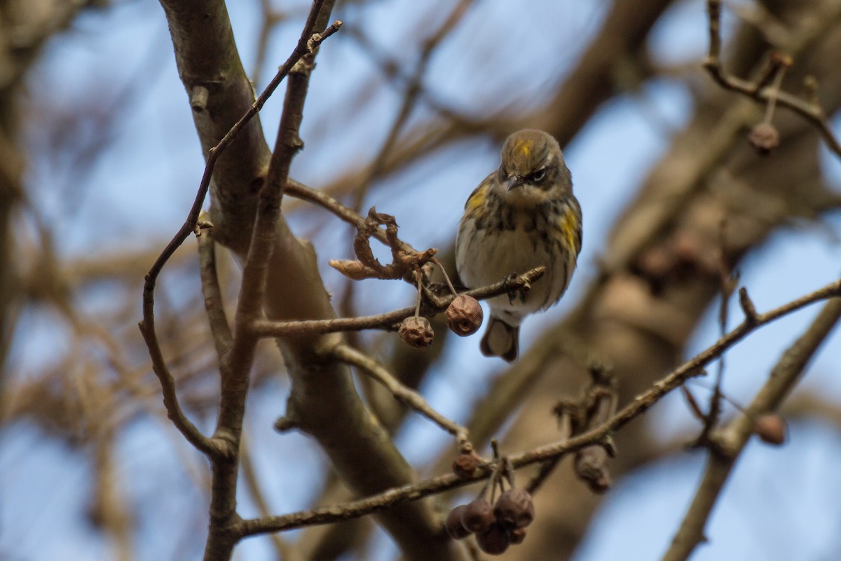Yellow-rumped Warbler - ML646562364