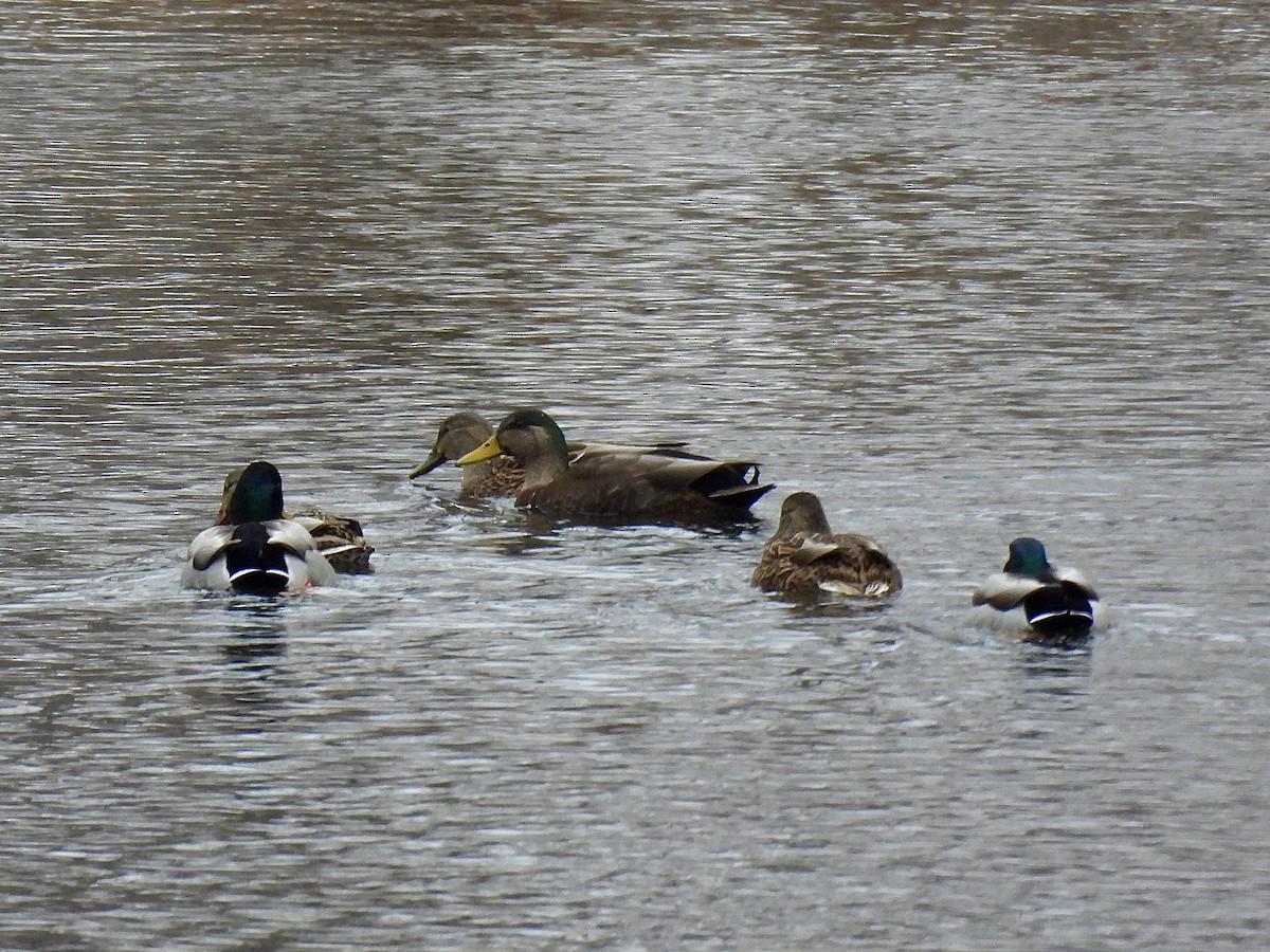 Mallard x American Black Duck (hybrid) - ML646562365