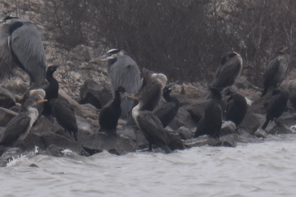 Cormoran vigua - ML646562366